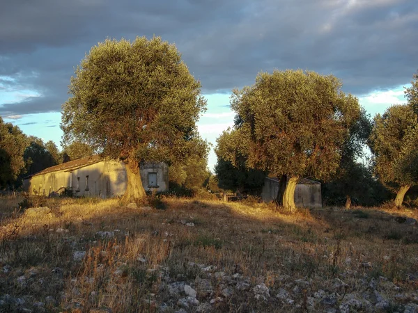 中阿普利亚山橄榄树 — 图库照片