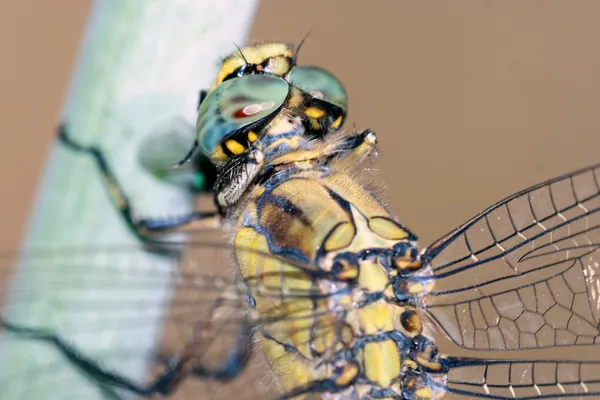 Besondere Libellenruhe — Stockfoto