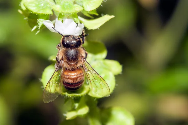 Abelha apis mellifica — Fotografia de Stock