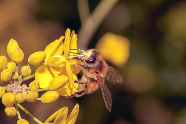 Пчела apis mellifica — стоковое фото