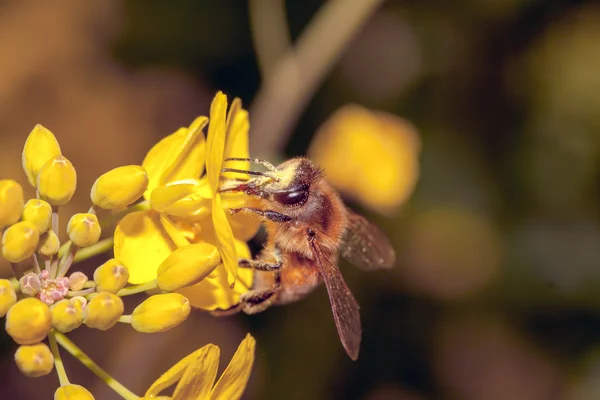 Abeja apis mellifica —  Fotos de Stock