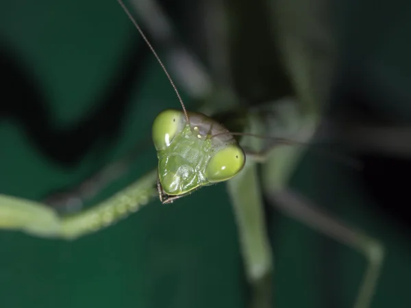 緑のカマキリの特定 — ストック写真