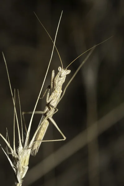 Mantis περιμένει ένα θήραμα — Stok fotoğraf