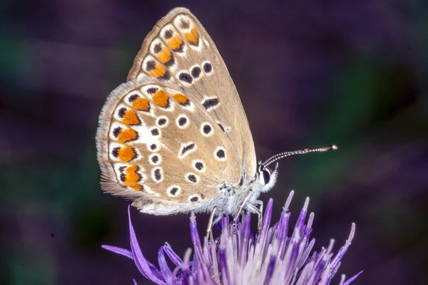 Mariposa en una flor — Foto de Stock