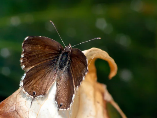 Mariposa descansando sobre una hoja — Foto de Stock