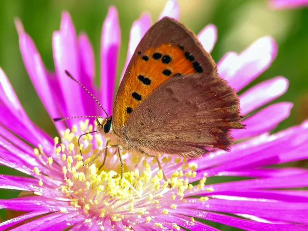 Fjäril på en blomma — Stockfoto