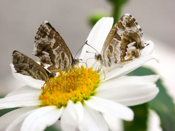 Mariposa en una flor —  Fotos de Stock