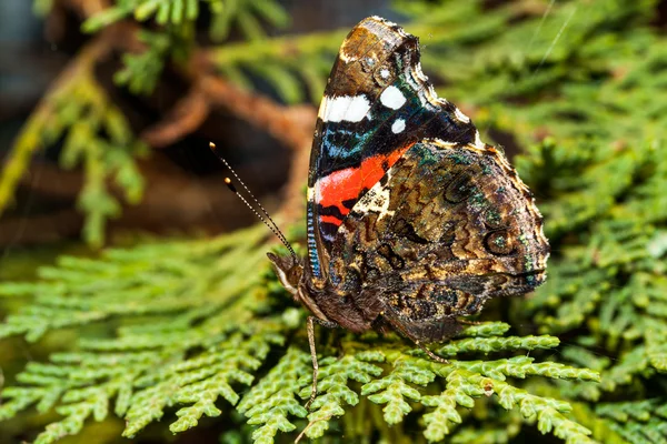 Borboleta em uma flor — Fotografia de Stock