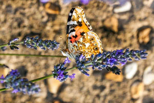 Mariposa en una flor — Foto de Stock