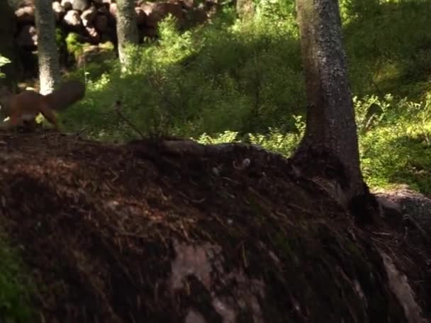 Czerwona mała wiewiórka biegnie — Wideo stockowe
