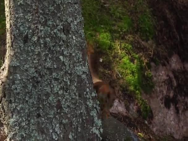 Um pequeno esquilo vermelho corre — Vídeo de Stock