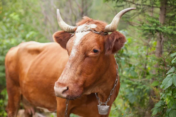 Brown cow — Zdjęcie stockowe