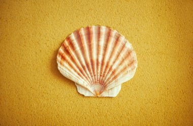 tarak shell kum üzerinde yarısını yuvarlak