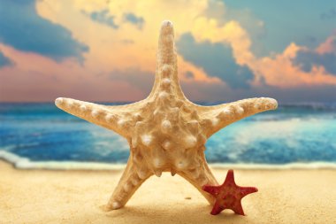 büyük ve küçük starfishes okyanus zemin üzerine