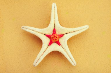 kum üzerinde iki deniz yıldızı