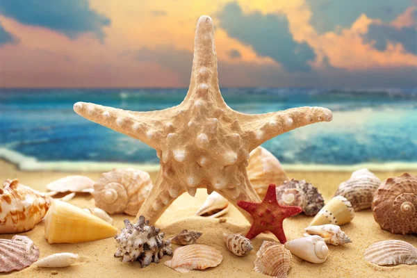 Sjöstjärnor och snäckor på stranden — Stockfoto