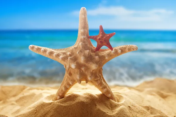 Starfishes na pláži — Stock fotografie