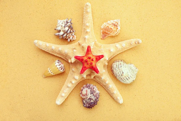 Conchas do mar e estrelas do mar na areia — Fotografia de Stock