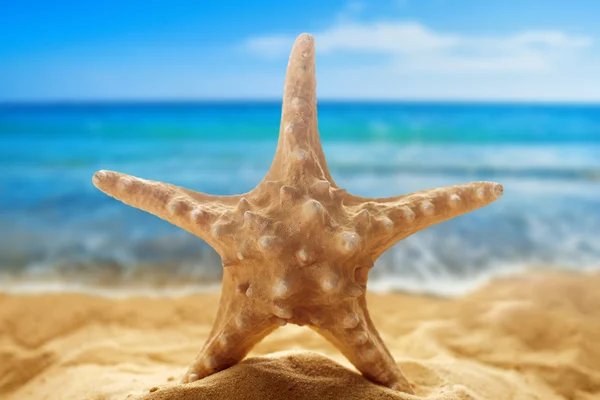 Hvězdice na písečné pláži — Stock fotografie
