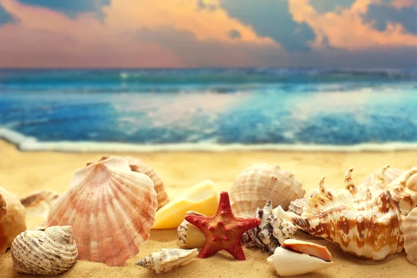 Seashells on the sandy beach Stock Photo