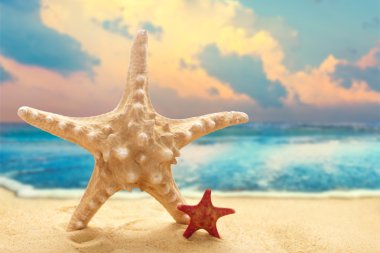 kumlu sahilde büyük ve küçük starfishes