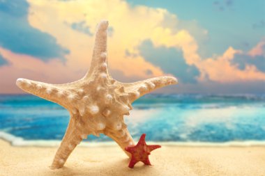 kumlu sahilde büyük ve küçük starfishes