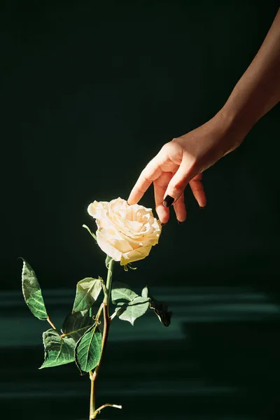 Womans hand touching a beautiful white rose in ray of sunlight — Stock Photo, Image