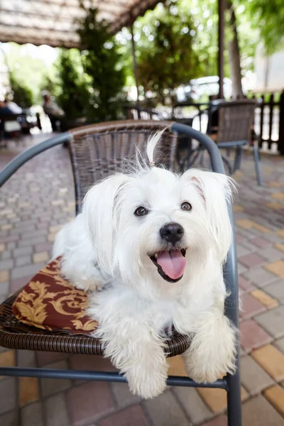 Anjing putih lucu duduk di luar di teras kafe — Stok Foto
