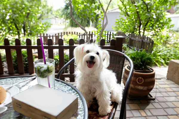 Cute white dog sitting oudoors at the cafe terrace Stock Image