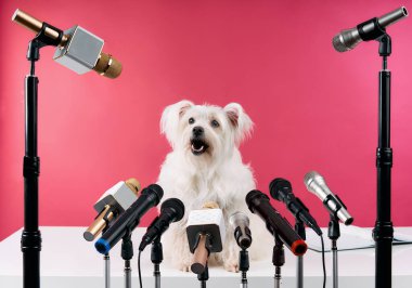 Adorable white fluffy dog speaker holds press conference with set of different microphones over pink background. Animals, funny concept
