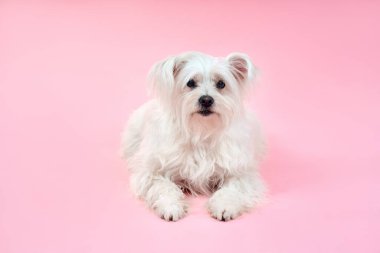 Portrait of adorable white fluffy dog posing on studio isolated on pink background