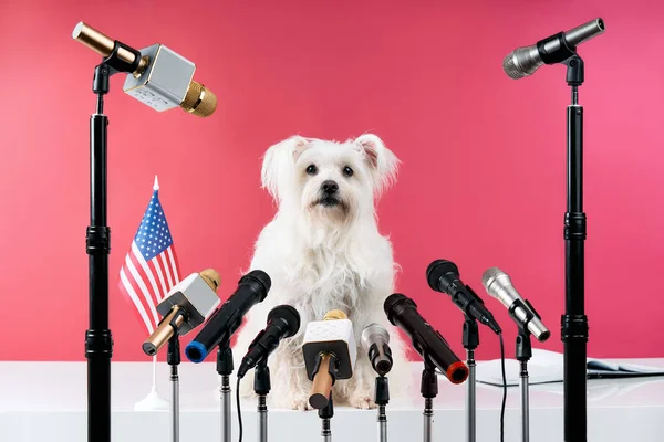 Adorable White Fluffy Dog Speaker Holds Press Conference Set Different - Stock-foto
