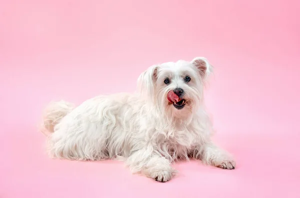 Adorable White Fluffy Dog Tongue Posing Pink Studio Background Best - Stock-foto