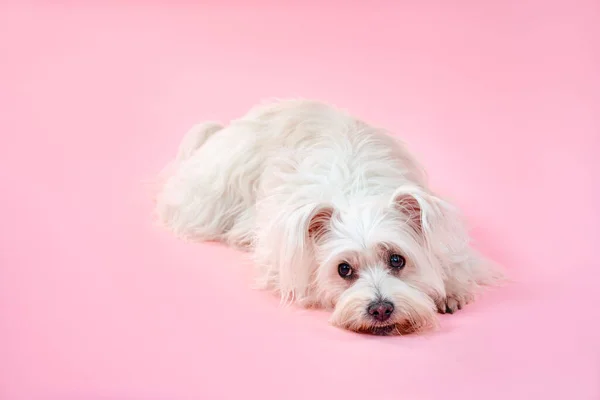Adorable White Fluffy Dog Laying Isolated Pink Studio Background — Stok Foto