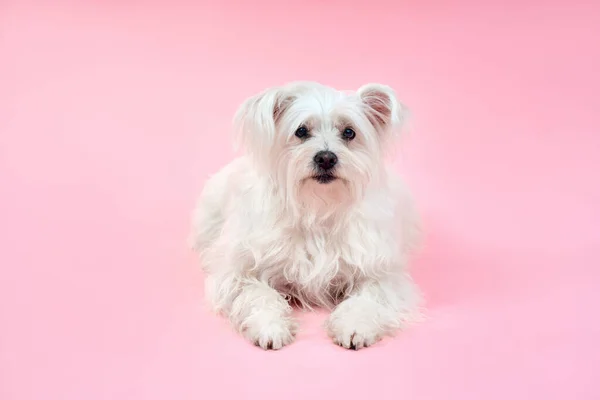 Portrait Adorable White Fluffy Dog Posing Studio Isolated Pink Background — 图库照片