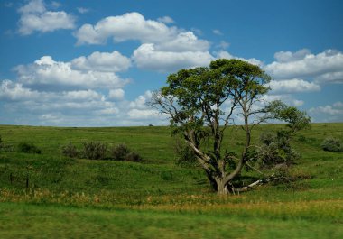 Nebraska, ABD 'de yol boyunca uzanan güzel manzaralı genç ağaç.