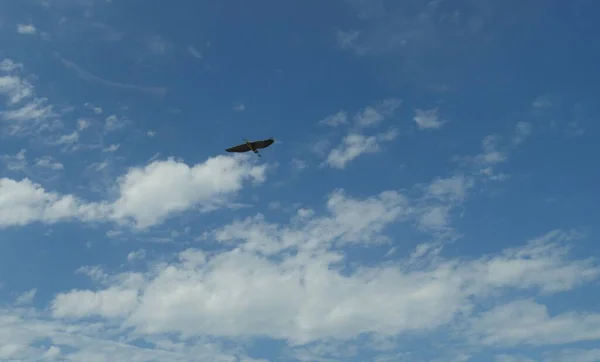 Ευρύς Μπλε Ουρανός Βαμβακερά Σύννεφα Και Ένα Πουλί Που Πετά — Φωτογραφία Αρχείου