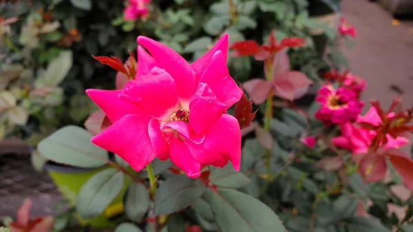 在花园里绽放着粉红色的玫瑰 背景柔软 — 图库照片