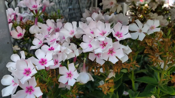 Belles Fleurs Phlox Jardin Blanc Avec Fuschia Centres Roses — Photo