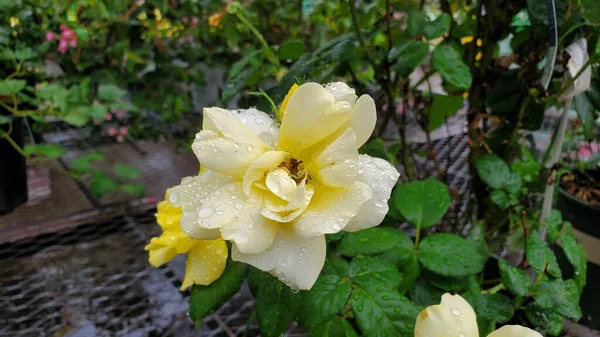 Rosa Amarilla Floreciente Cubierta Con Gotas Rocío Lluvia — Foto de Stock
