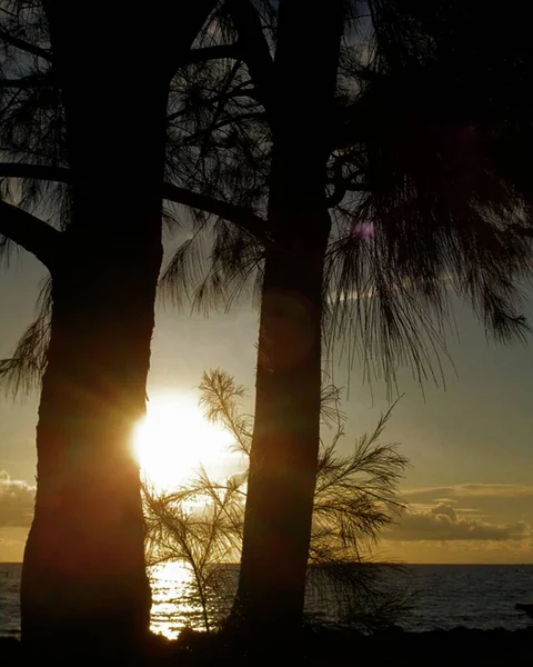 Gün batımında okyanusun kıyısındaki bir çam ağacının gövdesine vuran ışık çizgileri.