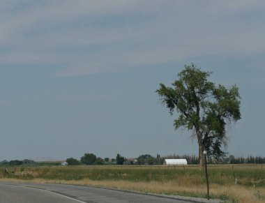 Yol boyunca küçük bir ağaç, Wyoming manzarası.  