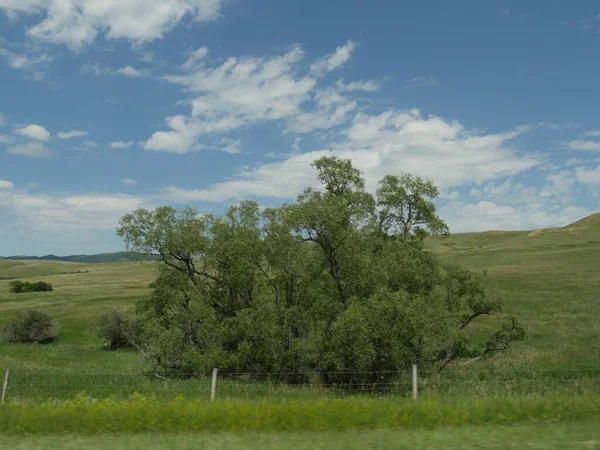 Wyoming 'de 90. karayolu boyunca çitli bir alanda büyüyen genç ağaçlar..