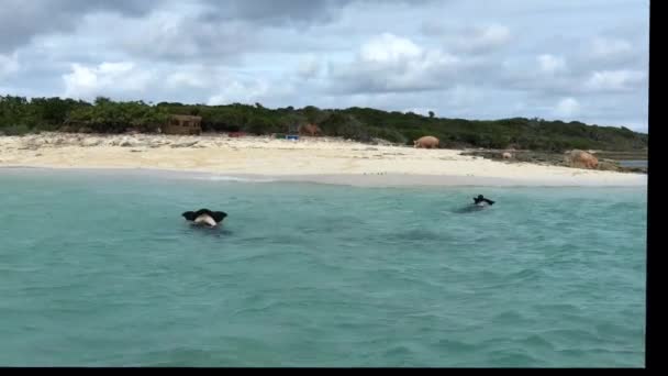 在巴哈马的Exuma珊瑚礁 游泳的猪正向一个白沙岛游去 — 图库视频影像