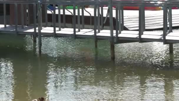 Colpo Costante Acqua Che Scorre Sotto Ponte Legno Passerella — Video Stock