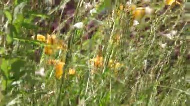 Uzun otlar ve sarı çiçekler tarlada çılgınca sallanıyor.
