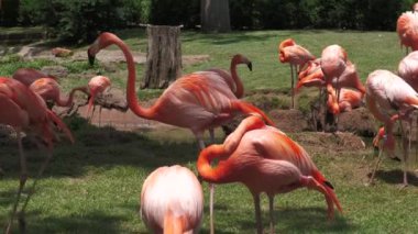 Flamingo sürüsü takılıyor ve gölden su içiyor.