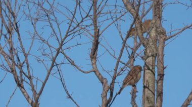 İki kuşun geniş açılı görüntüsü sonunda yapraksız bir ağaçtan uçup gidiyor.