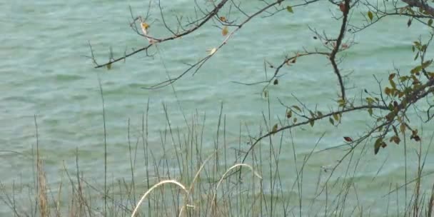 Mittlere Aufnahme Von Sträuchern Und Ästen Die Sich Wind See — Stockvideo