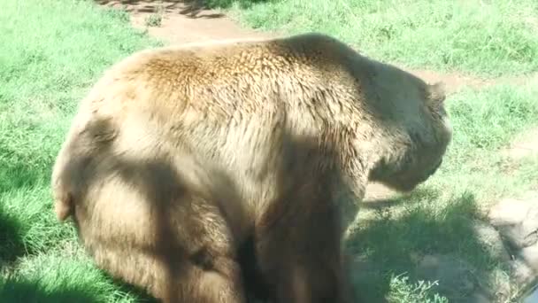 Egy Grizzly Medve Nyomában Amint Földön Sétál Egy Füves Területen — Stock videók